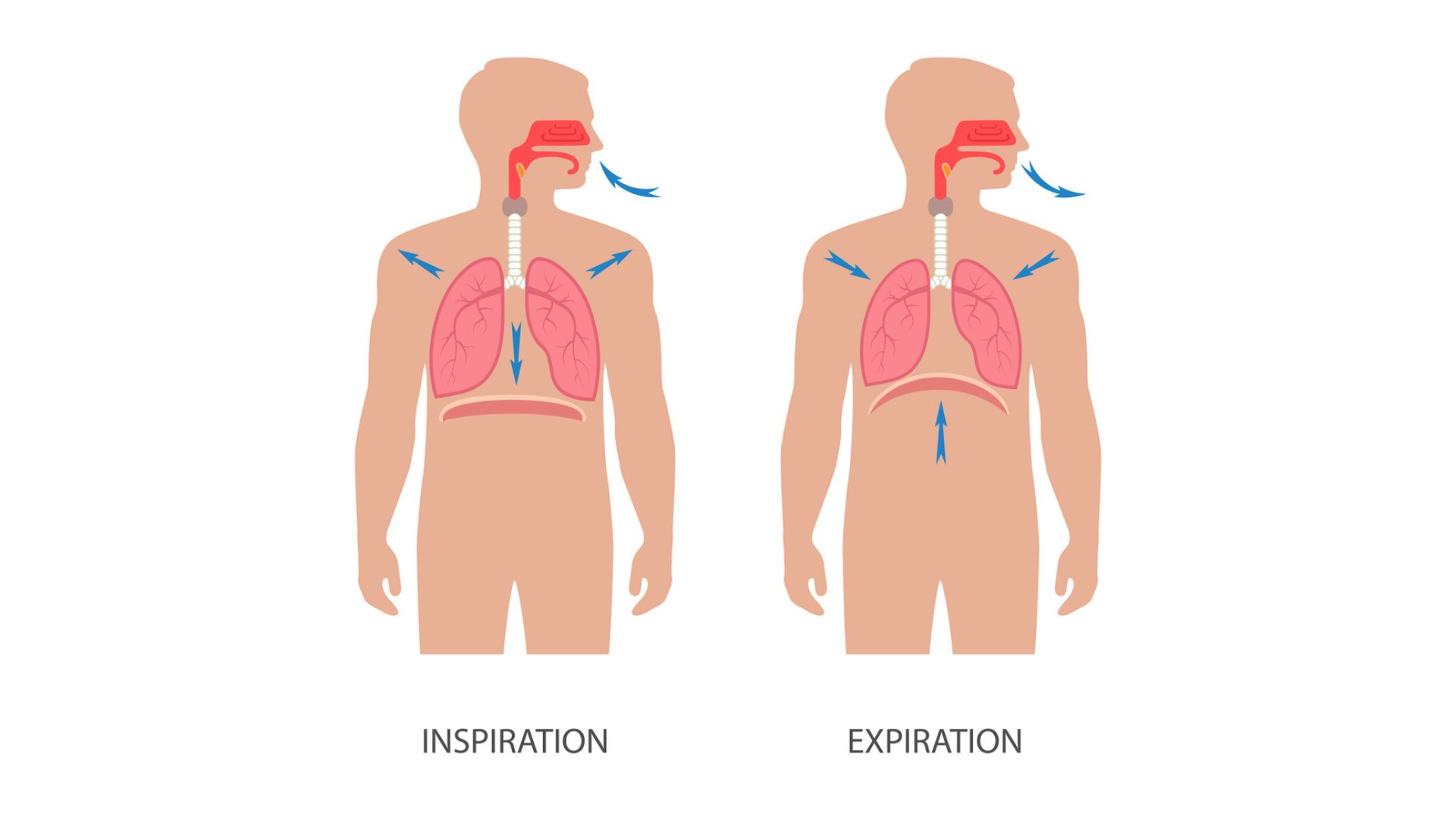 Le due fasi principali del respiro